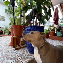 Load image into Gallery viewer, Dog Chain